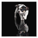 Suche nach schwarze chihuahua poster Foto