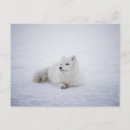 Suche nach fuchs im schnee postkarten Weiß