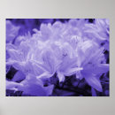 Suche nach empfindliche blumen poster Schön