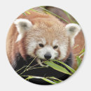 Suche nach roter panda magnete Kawaii