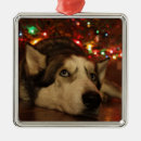 Suche nach sibirischer husky ornamente Baum
