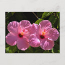 Suche nach hibiskus blume postkarten Rosa