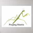 Suche nach mantiden poster Mantis