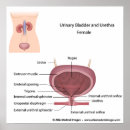 Suche nach internal organs poster Human