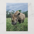 Suche nach schwarzes nashorn postkarten Kenia