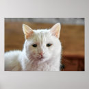 Suche nach katapult poster Katze