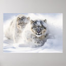Suche nach schneeleoparden poster Natur