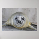 Suche nach tierphotographie poster Meeresflora und fauna