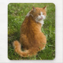Suche nach orange katze elektronik zubehör Katzenfrau