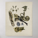 Suche nach menschliches ohr poster Gehör