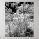 Suche nach infrarot poster Schwarz und weiß