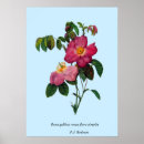 Suche nach rosa gallica poster Joseph