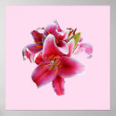 Suche nach stargazer lilie poster Lilien
