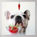 Suche nach stierhund poster Welpe