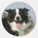 Suche nach headshot aufkleber Collie grenze