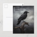 Suche nach crow postkarten Krähe