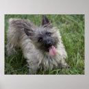 Suche nach cairn terrier poster Dog