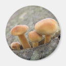 Suche nach baumstämme magnete Natur