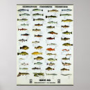 Suche nach fisch poster Süßwasser
