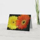 Suche nach orange gänseblümchen karten Blumen