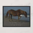 Suche nach assateague postkarten Strand