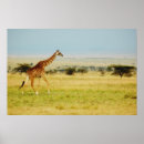 Suche nach giraffa camelopardalis poster Kenya