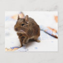 Suche nach degu Lustig