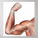 Suche nach menschlicher arm poster Gesundheitswesen