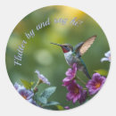 Suche nach hummingbird aufkleber Natur