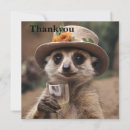 Suche nach meerkats Suricata