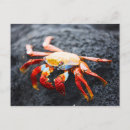 Suche nach blaue krabbe poster Küstenlinie
