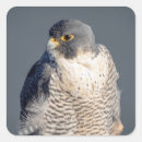 Suche nach falcon aufkleber Tier
