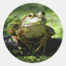 Suche nach grüner frosch aufkleber Grünfrosch