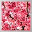 Suche nach prunus poster Kirsche