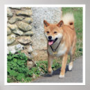 Suche nach shiba inu kunst poster Japanisch