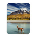 Suche nach torres del paine magnete Amerika