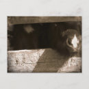 Suche nach mini postkarten Pferd