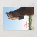 Suche nach chincoteague postkarten Pony