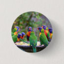 Suche nach exotischer vogel buttons Vögel