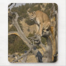 Suche nach großkatzen mousepads Wildkatze