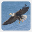 Suche nach flug aufkleber Greifvögel
