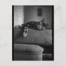 Suche nach cute postkarten Cats