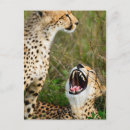 Suche nach gepard postkarten Kenia