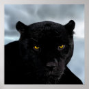 Suche nach schwarzer jaguar poster Tiere