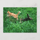 Suche nach japanische katze postkarten Tier