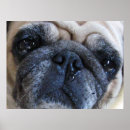 Suche nach fieber poster Krank