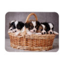 Suche nach welpen magnete Tiere