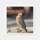 Suche nach geschultert Raubvögel