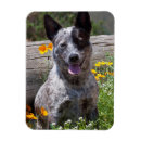 Suche nach sitzung magnete Hund