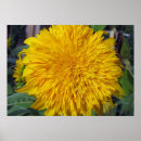 Suche nach sonne blume poster Liebe